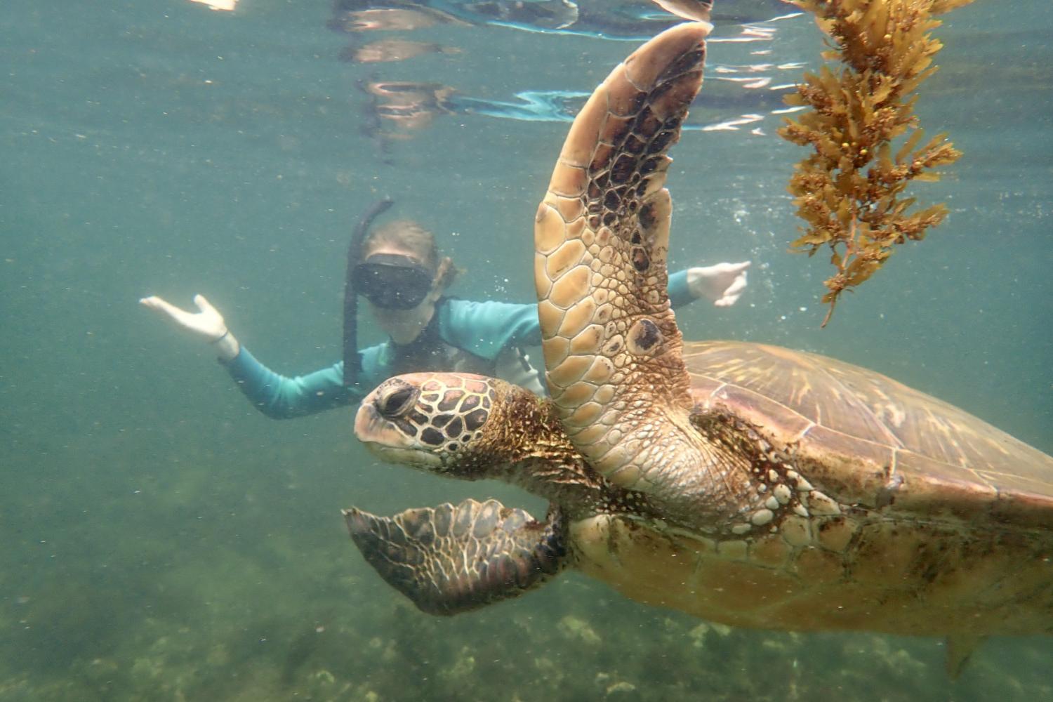 一名<a href='http://dzto.ngskmc-eis.net'>bv伟德ios下载</a>学生在Galápagos群岛游学途中与一只巨龟游泳.